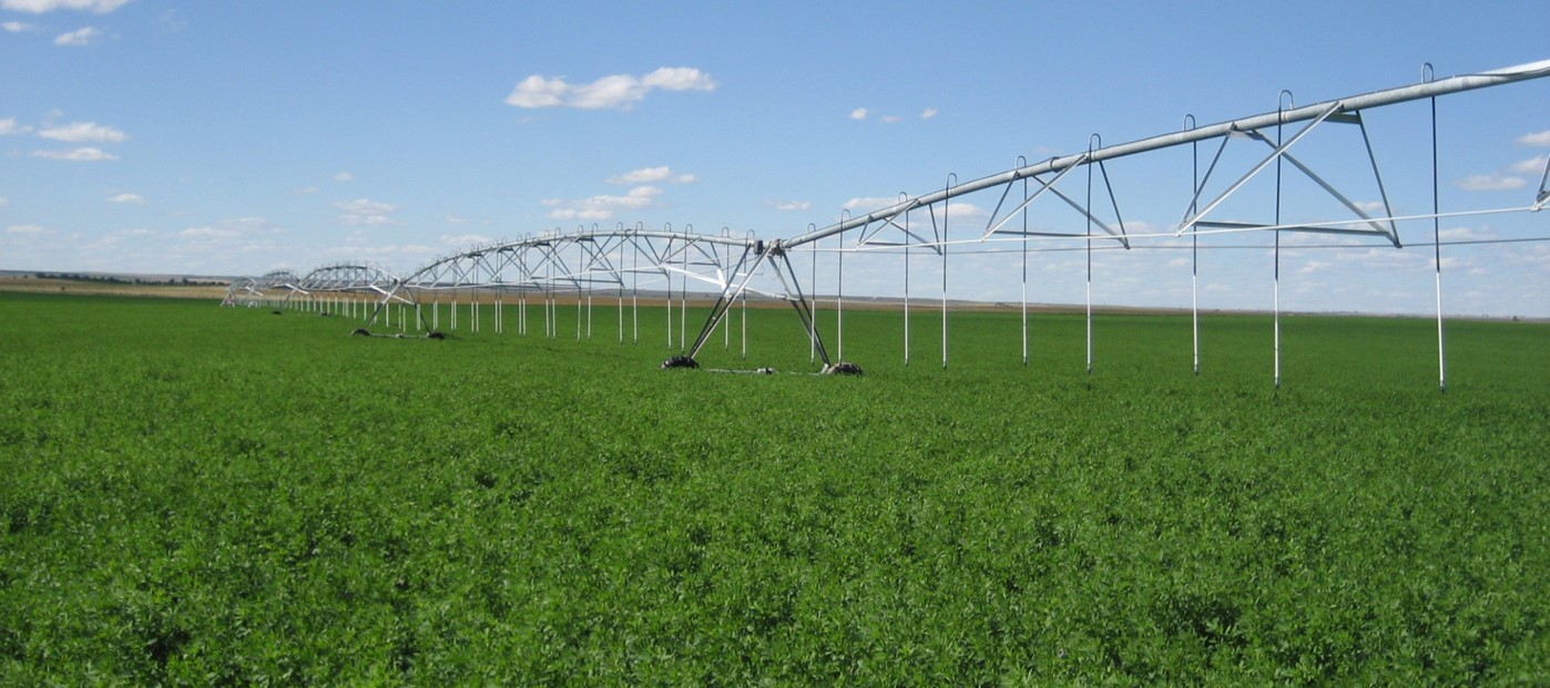 Alfalfa with Microbial Mineral Tea