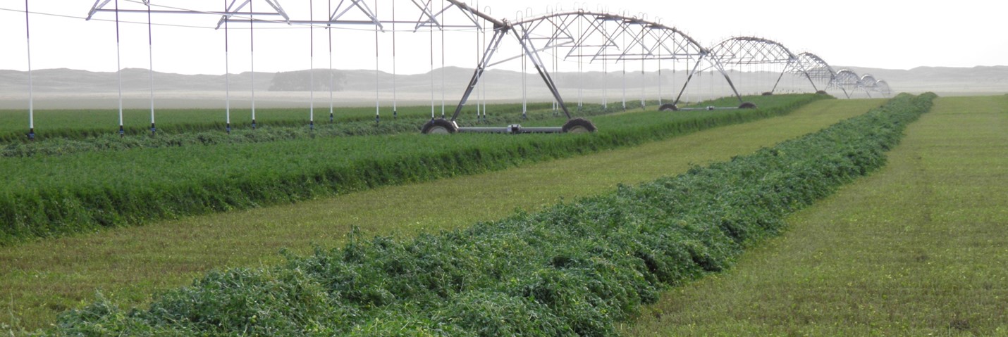 Alfalfa with Microbial Mineral Tea