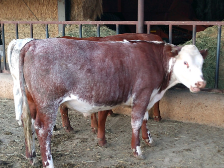Young steer on fermented forage