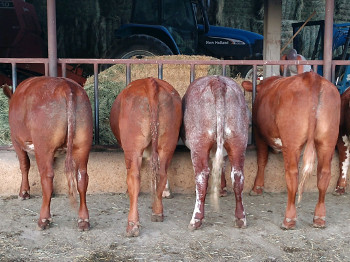 Young cattle on fermented forage