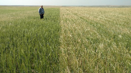 Seed Treated barley comparison