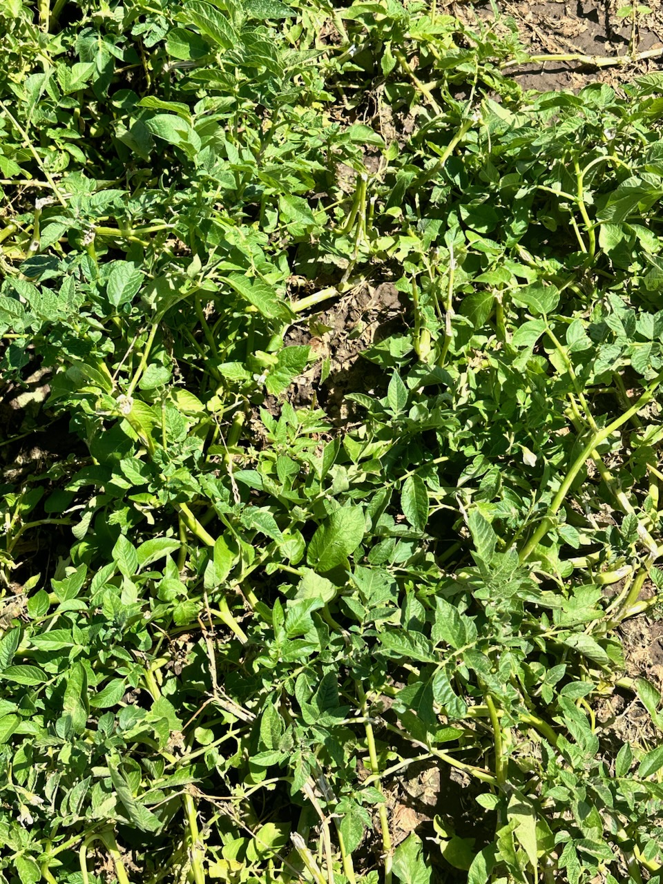 Potato field treated with stress-off after hail