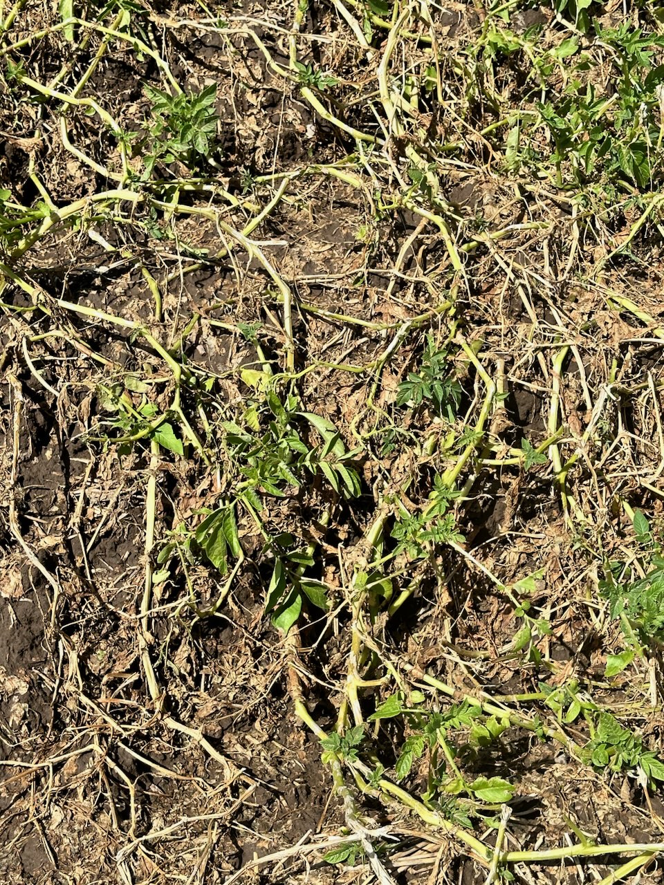 potato field untreated after hail damage