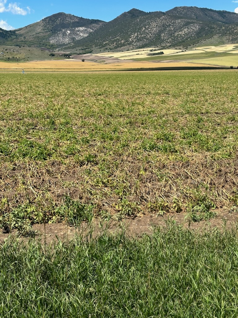 Potato field untreated after hail damage