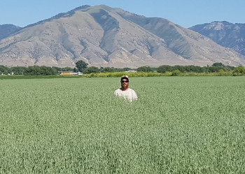 Seed Treatment Results