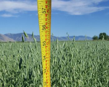 Seed Treatment Results