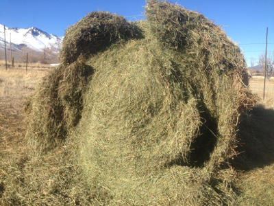 Fermented bale eaten by sheep