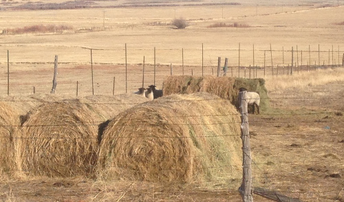 Sheep eating fermented alfalfa