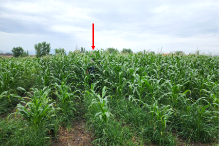 Corn with Microbial Mineral Tea