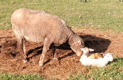 Twin lambs with fermented forage