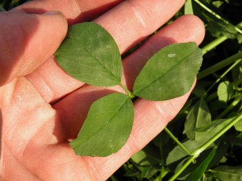 Alfalfa production from balanced soil