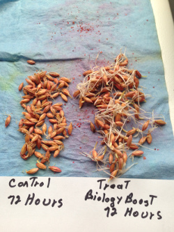 72 hr sprout difference in treated seed