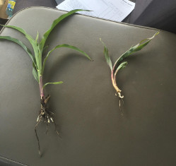 Seed Treatment, Organic