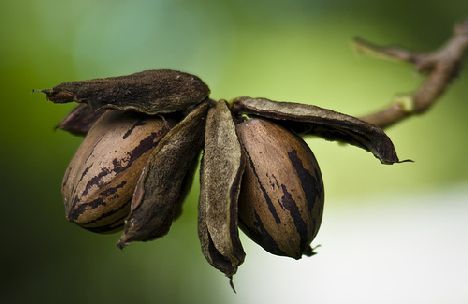 Photo Courtesy Flickr/Cory Leopold